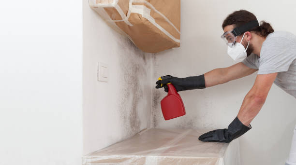Professional Mold Cleanup technician working in Palm Beach, FL